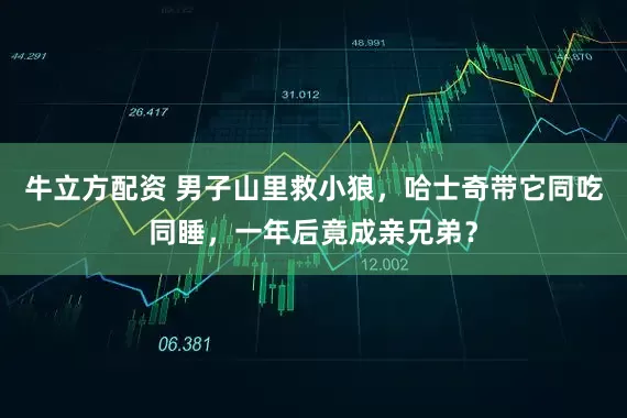 牛立方配资 男子山里救小狼,哈士奇带它同吃同睡,一年后竟成亲兄弟?